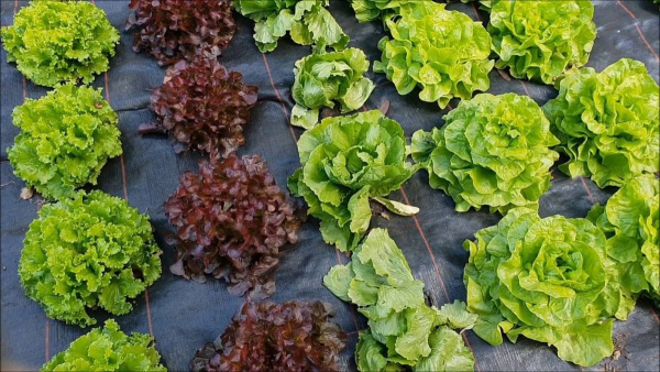 Ткань полипропиленовая